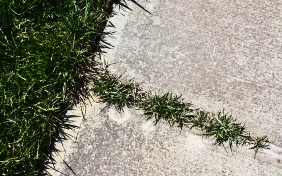a cracked concrete that have been overgrown by grass